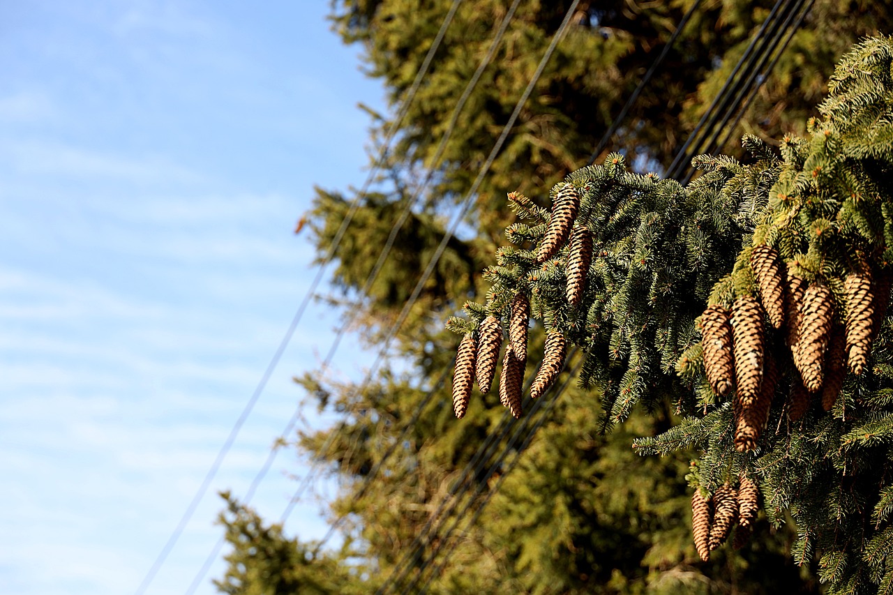 Crafting with Pinecones: Autumn Garden Decor